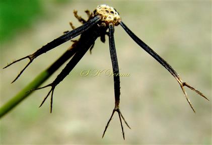  Outer Cypselae
